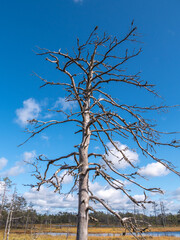 Viru bogs at Lahemaa national park