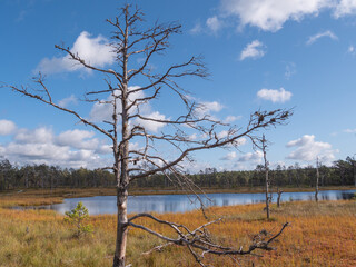 Viru bogs at Lahemaa national park