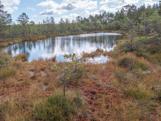 Viru bogs at Lahemaa national park