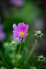 Bright purple flower in focus on blurred background with a flower bud on the right side in Arboretum Botanical Garden in Lexington, KY USA