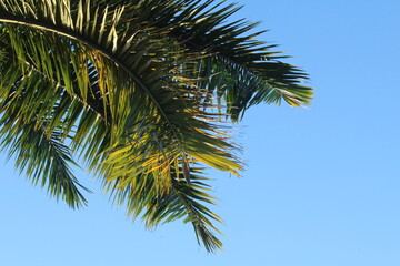 Fototapeta na wymiar palm leaves on blue sky