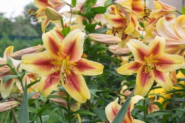 Fototapete bei efototapeten.de bestellen   