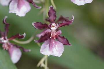 orquideas