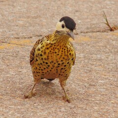 male