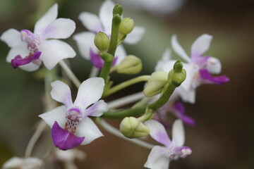 orquideas