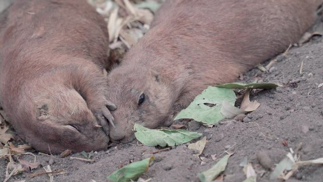 Two Prairie dog lie on ground next to each other Budapest zoo hungary 4k close