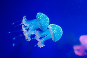 jellyfish swimming in the dark water in Kiev zoo
