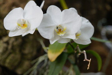 Fototapeta na wymiar orquideas