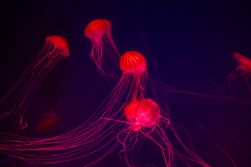 jellyfish swimming in the dark water in Kiev zoo