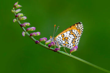 Macro shots, Beautiful nature scene. Closeup beautiful butterfly sitting on the flower in a summer garden.

