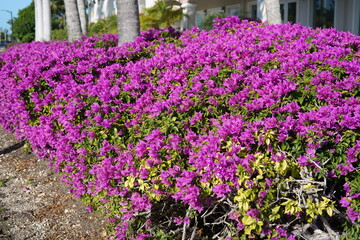 庭園に咲き溢れる紫色の花