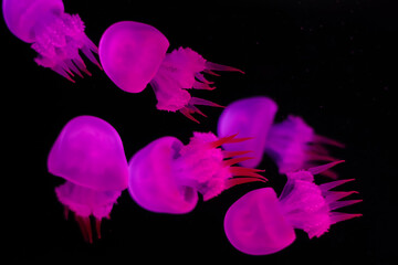 Group of fluorescent chrysaora jellyfish swimming in an aquarium pool. A glowing purple jellyfish...