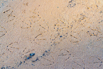 Bird footprints in the sand on the shore