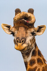 Giraffe with growth on head.