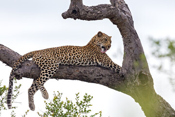 Leopard in tree