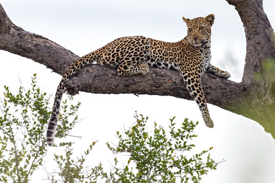 Leopard In Tree