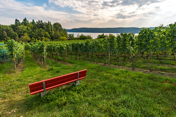 Obraz premium Hiking path through the beautiful vineyards on Lake Constance near Uberlingen
