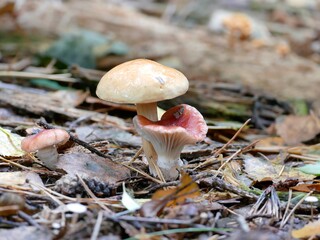 dieses ungleiche Paar ist mir bei einem Spaziergang im Wald direkt aufgefallen