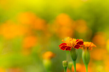 マリーゴールドの花