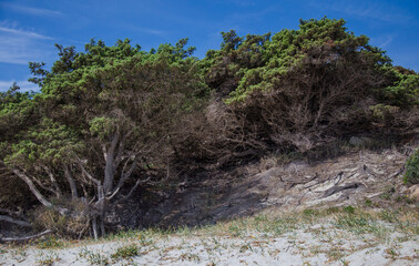 Macchia auf Sardinien