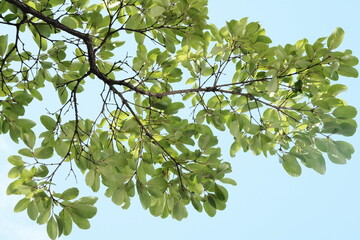 Green leaf background