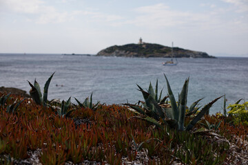 Plantes grasses sur l'île des Embiez et vue sur le phare au loin