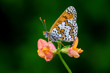 Macro shots, Beautiful nature scene. Closeup beautiful butterfly sitting on the flower in a summer garden.

