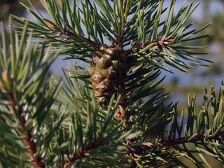 Green pinecone on a pine tree