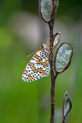 Macro shots, Beautiful nature scene. Closeup beautiful butterfly sitting on the flower in a summer garden.


