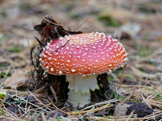 schöner Fliegenpilz hat sich auf dem Wanderweg durch den Laubteppich gekämpft