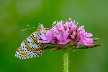 Macro shots, Beautiful nature scene. Closeup beautiful butterfly sitting on the flower in a summer garden.

