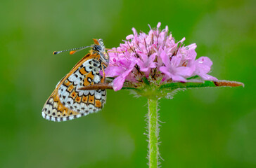 Macro shots, Beautiful nature scene. Closeup beautiful butterfly sitting on the flower in a summer garden.

