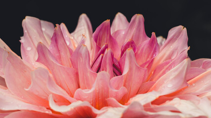 Closeup of pink dahlia flower