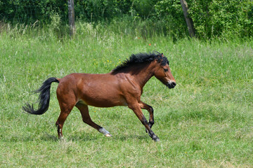 A cute bay pony galloping in a green meadow.