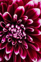 Closeup purple dahlia flower