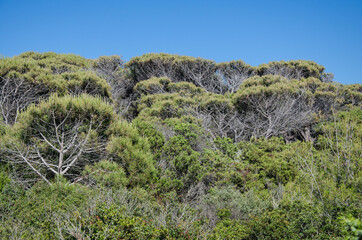 Macchia auf Sardinien
