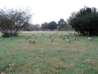 duck in Flushing Meadows Corona Park Queens New York City