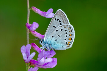 Macro shots, Beautiful nature scene. Closeup beautiful butterfly sitting on the flower in a summer garden.

