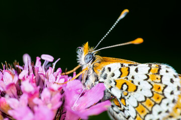 Macro shots, Beautiful nature scene. Closeup beautiful butterfly sitting on the flower in a summer garden.

