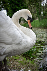 Beautiful Swan in Canal, Ireland