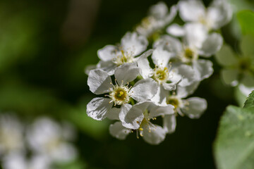 tree blossom