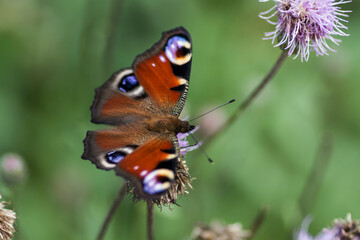 butterfly on a flower