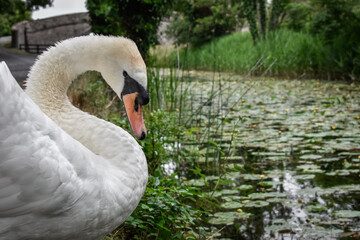 Beautiful Swan in Canal, Ireland