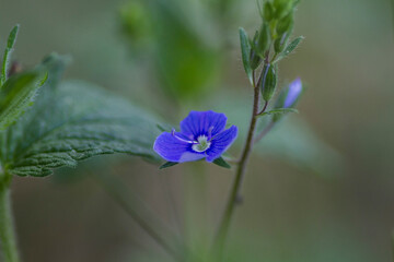 blue butterfly on a flower