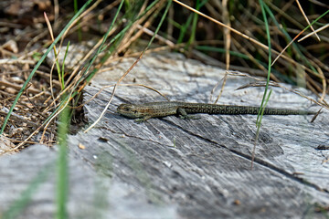 Waldeidechse ( Zootoca vivipara ).