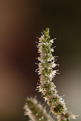 mint flower stems macro isolated