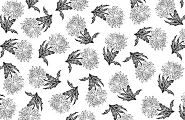 Vector aster pattern. Background with aster illustration. Chrysanthemum engraving. Floral black and white background. Modern background.