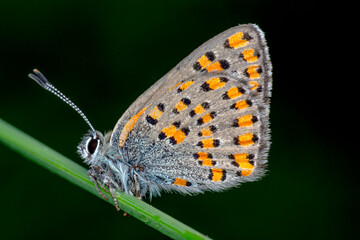 Macro shots, Beautiful nature scene. Closeup beautiful butterfly sitting on the flower in a summer garden.

