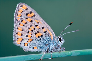 Macro shots, Beautiful nature scene. Closeup beautiful butterfly sitting on the flower in a summer garden.

