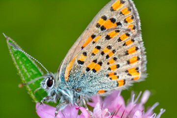 Macro shots, Beautiful nature scene. Closeup beautiful butterfly sitting on the flower in a summer garden.

